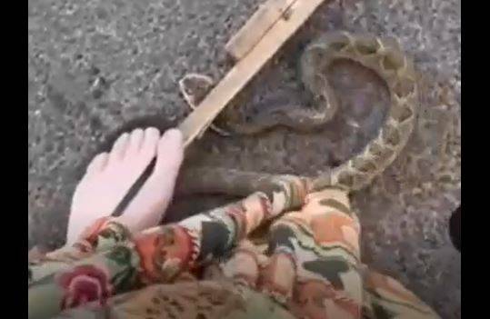ASSISTA: moradora de Vilhena mata cobra Cascavel, publica vídeo nas redes sociais e é multada pelo Ibama
