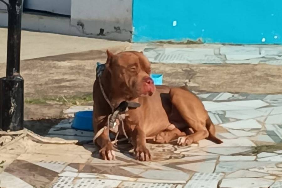 VÍDEO E FOTOS: pit bull deixa vira-lata com ferimentos graves e moradores pedem ajuda para “se livrar” do animal agressor, em Vilhena