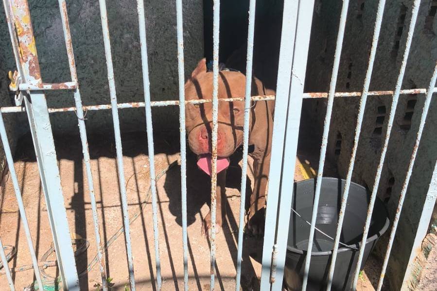 Pit bull que atacou outro cão de pequeno porte e aterrorizou bairro em Vilhena ontem será entregue para adoção