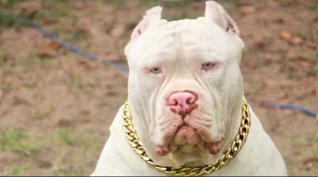 Polícia Militar é acionada após cão pit bull atacar gato na região central de Vilhena; eram duas as “feras” soltas na rua