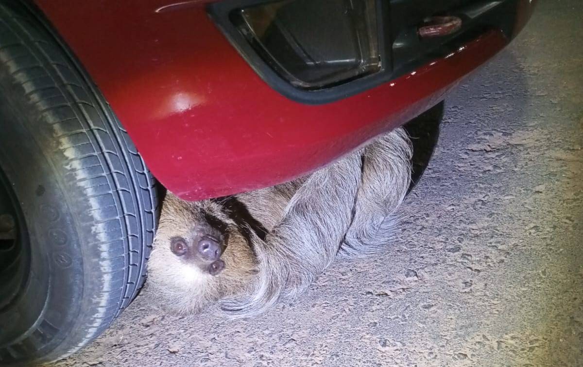 Bicho-preguiça se esconde embaixo de carro no aeroporto de Vilhena e mobiliza o Corpo de Bombeiros