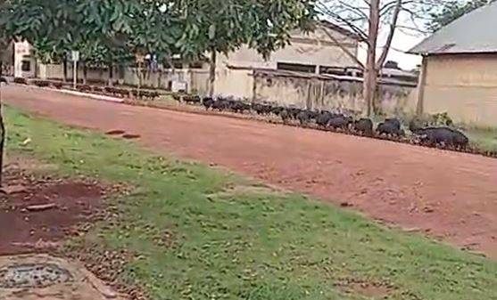 ASSISTA VÍDEO: bando de porcos do mato “invade” ruas de pequeno distrito no Sul de Rondônia