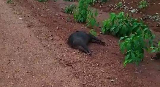 VEJA VÍDEOS: porcos selvagens que invadiram povoado no Sul de Rondônia estariam começando a ser abatidos