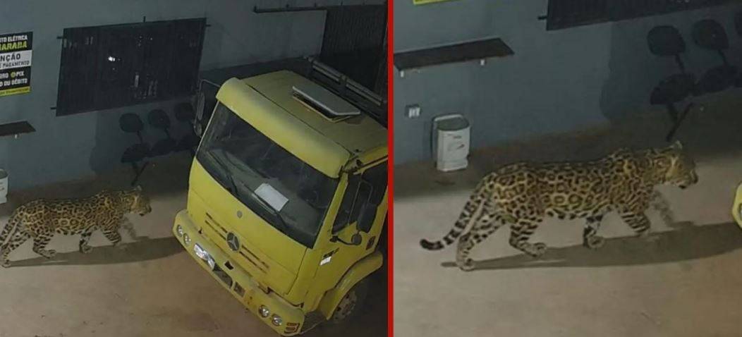 FELINO FAKE: empresário cria onça usando IA, espalha imagem e assusta trabalhadores em cidade de MT