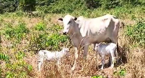 VÍDEO: pecuaristas vilhenenses testemunham, em seu sítio, acontecimento raro que acontece em menos de 1% dos casos
