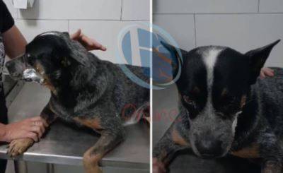 Homem que mutilou cachorro usando roçadeira em Colorado do Oeste é condenado; veja detalhes da decisão publicada