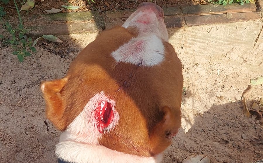 Ao ver seu cachorro sendo violentamente atacado, dono do animal desfere paulada na cabeça de pit bull, em Vilhena