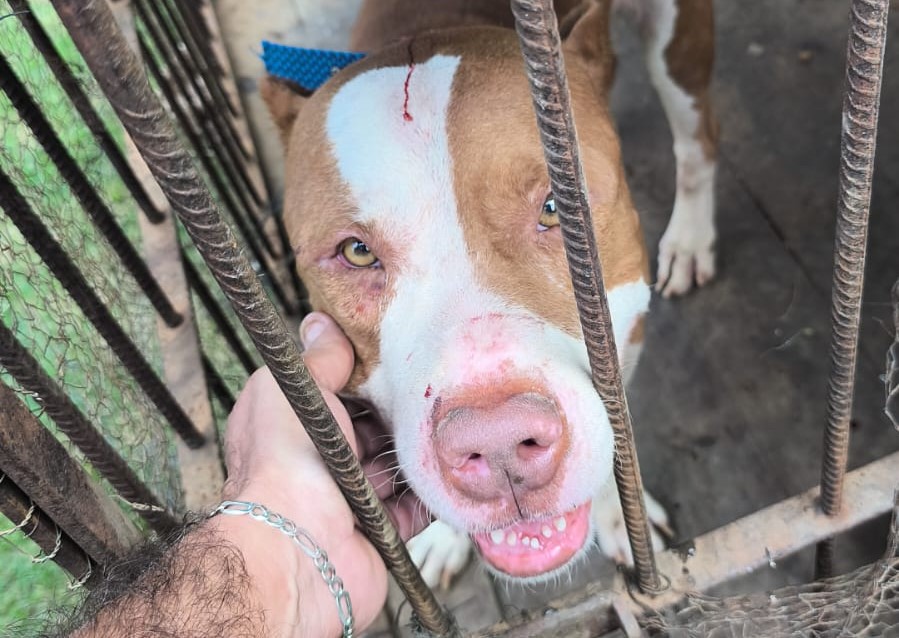 Pit bull que atacou e quase matou outro cão em Vilhena foi solto por ladrões que invadiram casa para saquear