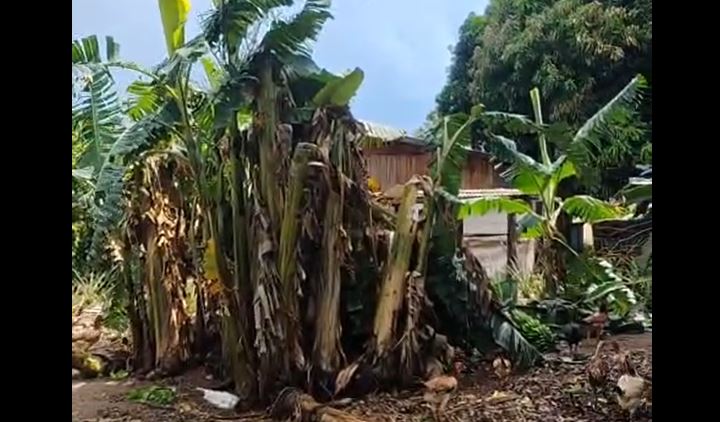 ASSISTA VÍDEOS: violento temporal provoca estragos em propriedades rurais ao atingir distrito de Corumbiara