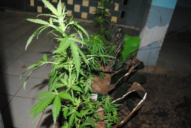 Polícia Militar apreende pés de Maconha em setor chacareiro de Vilhena