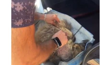 VÍDEOS: bicho-preguiça atacado por cachorro na zona rural de Vilhena está recebendo atendimento em faculdade