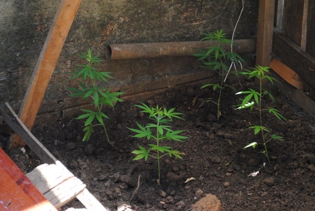 Adolescente planta maconha no quintal e diz que cultivo era “trabalho escolar”