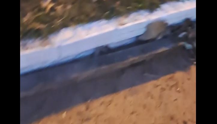 ASSISTA VÍDEO: homem de 52 anos é morto a pauladas em praça de Chupinguaia; polícia caça autor do crime