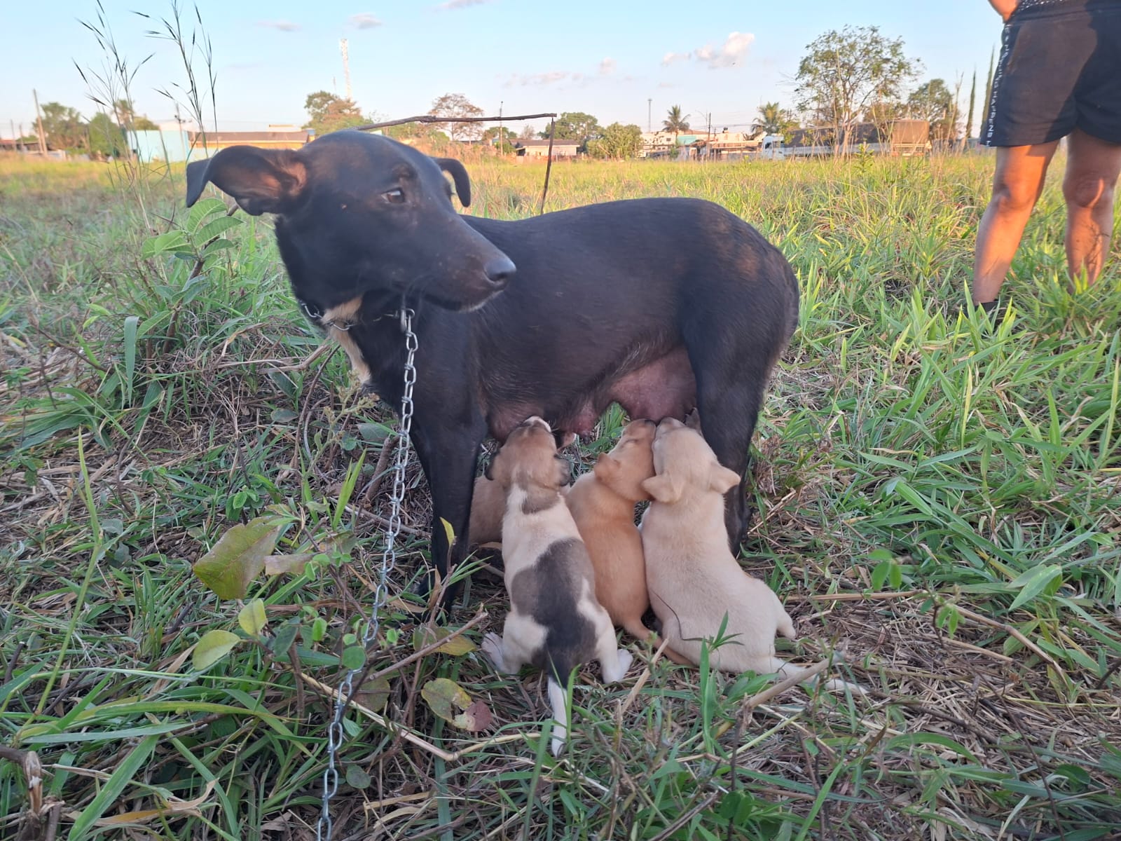 Protetoras de animais denunciam abandono de Centro de Castração, cobram providências e anunciam protesto