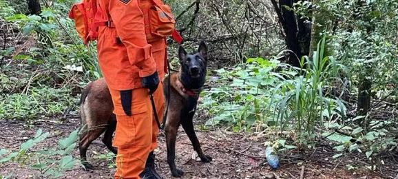 Aparentemente surtada, mulher se embrenha em área de mata, mobilizando Bombeiros e PMs, em Vilhena