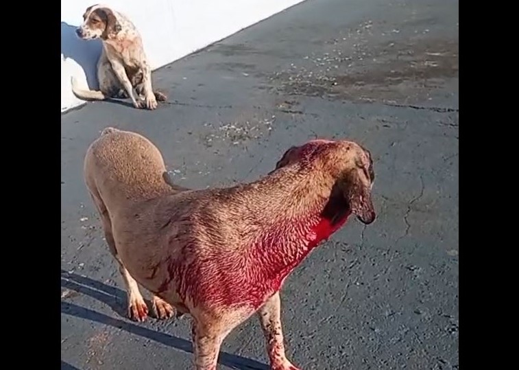 VÍDEO: cadela coberta de sangue após “briga de rua” expõe drama de animais se proliferando sem controle em Colorado do Oeste