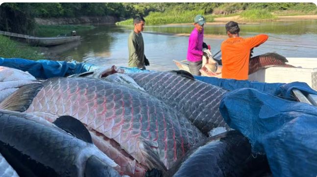 Mais de 18 toneladas de pirarucu invasor são retiradas de reserva em Rondônia; “superpeixe” de 138 kg foi capturado