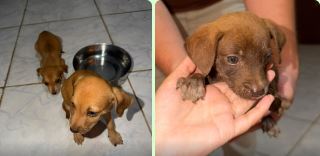 ASSISTA VÍDEO: influencer resgata cachorrinhos abandonados em Vilhena e procura interessados em adotar os filhotes