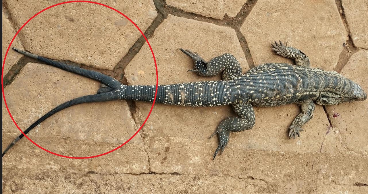 DIFERENTÃO: leitor registra em fotos lagarto com 3 rabos que morreu atropelado por motociclista, em Vilhena