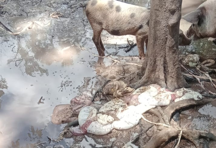 CRUELDADE: ladrões invadem chácara, matam porcas e retiram leitõezinhos das barrigas delas, em Vilhena