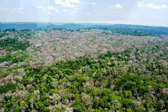 Tática da Guerra do Vietnã é usada para devastar matas nativas em Rondônia