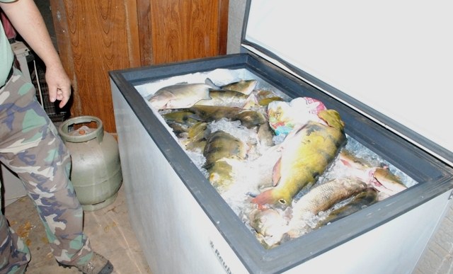 Ibama apreende quase 200 kg de pescado; peixes serão entregues a primeira-dama 