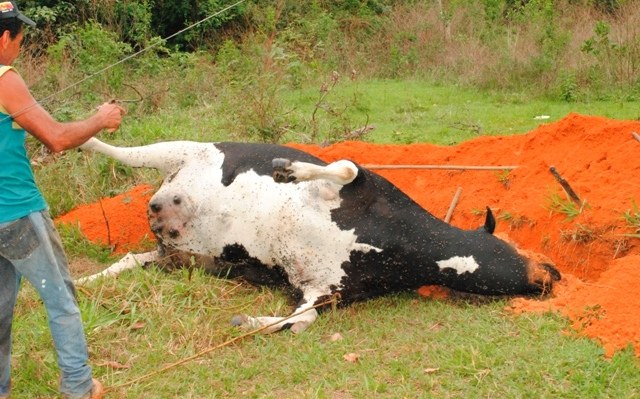 Vaca esperando bezerro morre eletrocutada por raio durante temporal em Vilhena