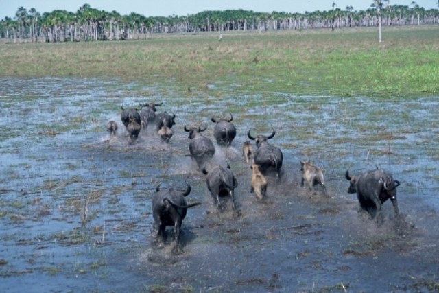 Governo vai abater búfalos selvagens para preservar Vale do Guaporé