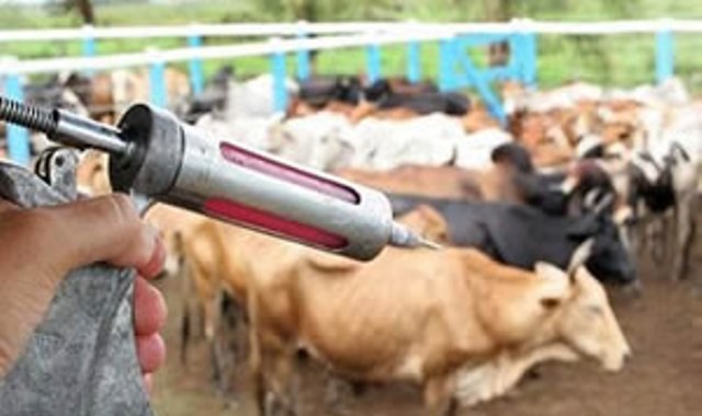 Campanha contra a aftosa é antecipada e vacinação começa hoje em Rondônia