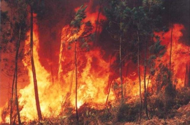 COMITÊ PROÍBE QUEIMADAS EM RONDÔNIA E QUEM DESOBEDECER PERDE  FINANCIAMENTOS