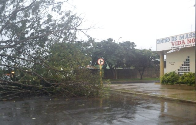 Temporal arranca árvores e carro é atingido em Vilhena; aguaceiro provocou caos