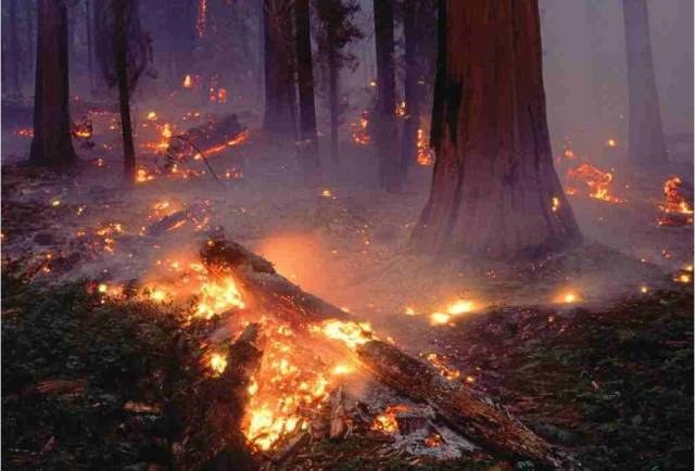 MP apura desmatamento com fogo em área de preservação em Cabixi