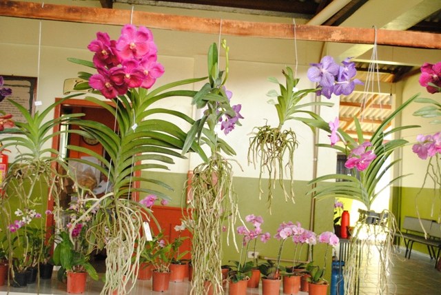 APAE realiza II Feira de Orquídeas; parte da renda é destinada para instituição