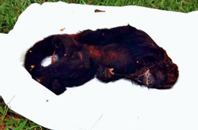Morte de macacos em Estado vizinho deixa autoridades alertas em Vilhena