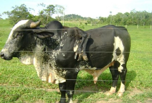 Touro com seis patas e quatro testículos vira atração em Rondônia