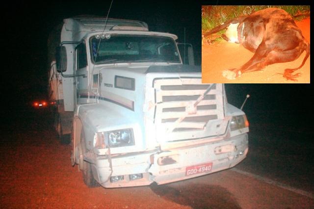 Animais soltos na BR 364 provocam acidente em Vilhena