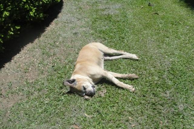 Ladrões de galinha envenenam cachorros em chácaras de Vilhena