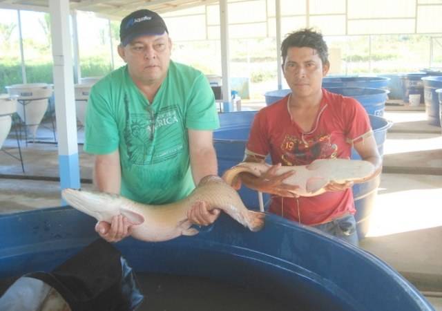 Rondônia é o primeiro Estado do Brasil a cadastrar Pirarucus em Cativeiro