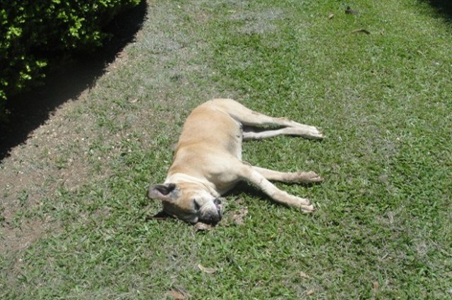 Leitora do site denuncia matança de cachorros: 20 mortes no mesmo bairro