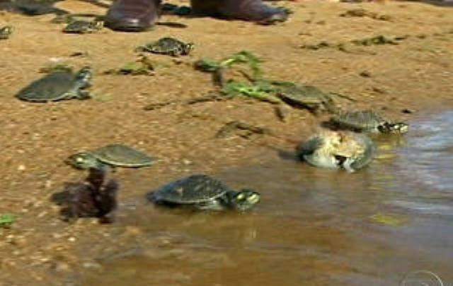 Jornal Nacional: ribeirinhos soltam 20 mil filhotes de tartarugas nos rios de RO