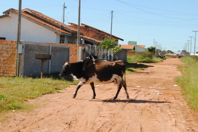 Animais soltos nas ruas causam acidentes no trânsito e ameaçam pedestres