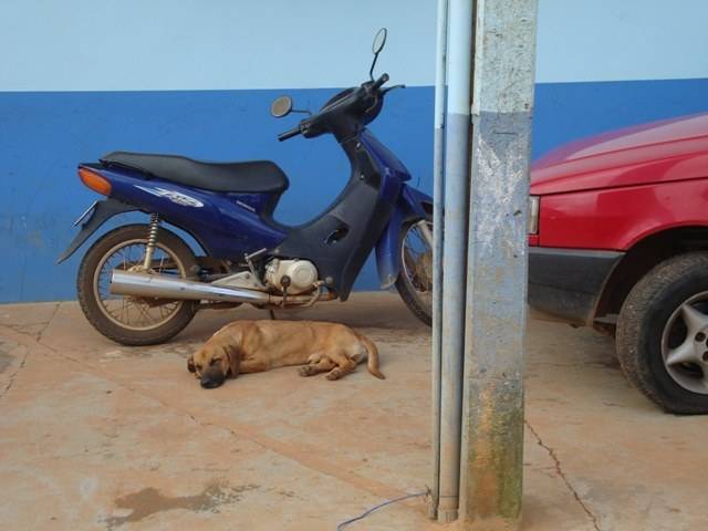 Vigilância Sanitária quer vacinar mais de 18 mil animais domésticos em Vilhena