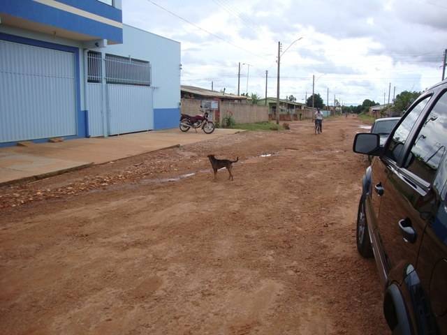 Bicho solto: animais nas ruas causam acidentes e assustam clientes em lojas