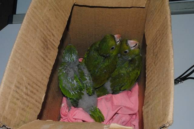 Policia Rodoviária Estadual prende homens que transportavam aves silvestres