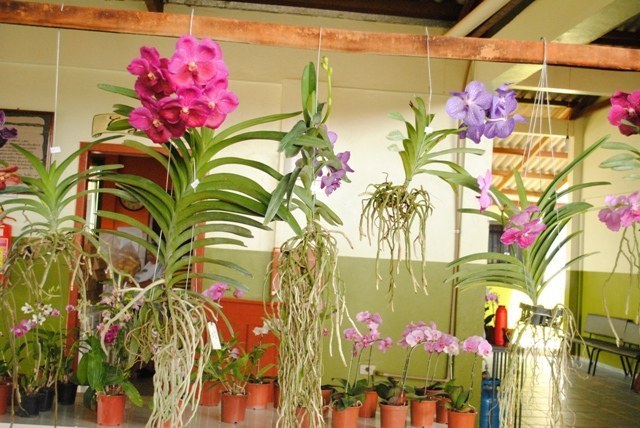 Começou hoje 3ª Feira de Orquídeas promovida pela Apae em Vilhena