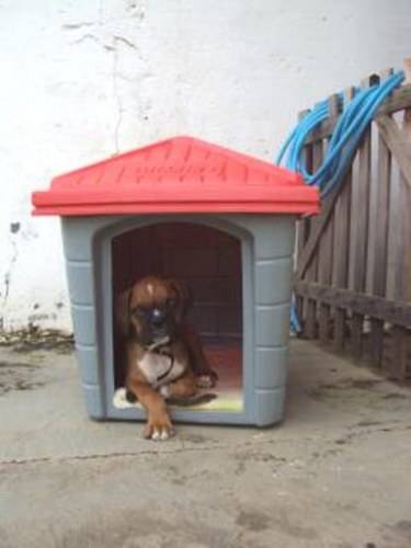 Cachorro da raça boxer desaparece em Vilhena e dono oferece recompensa