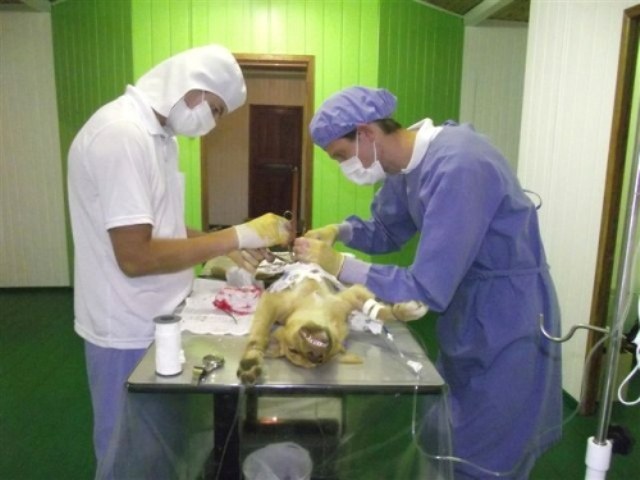 Veterinária vilhenense recomenda castração de animais como forma de controle