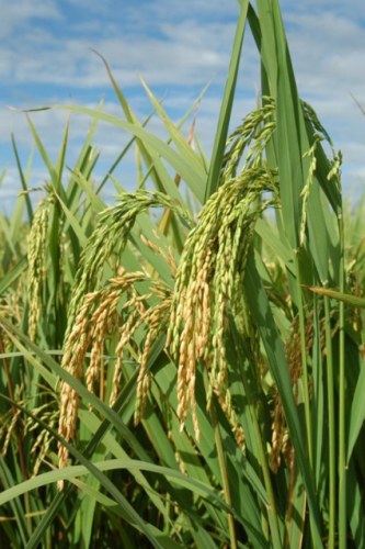 Pesquisas da Embrapa fazem produtividade de arroz bater recorde em Vilhena