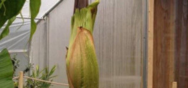 Flor-cadáver pode exalar cheiro de carne podre a qualquer momento