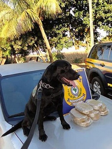Cadela farejadora flagra em cidade do MT rapazes com droga comprada em Vilhena 